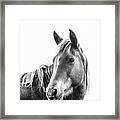 Gibson - Horse Art Framed Print