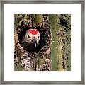 Gila Woodpecker 6962-031923-3 Framed Print