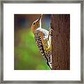 Gila Woodpecker V24169 Framed Print