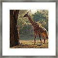 Giraffe In Morning Framed Print