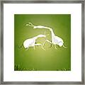 Giraffe-necked Weevil Framed Print