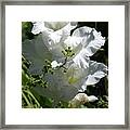 Gladiolus Framed Print