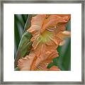 Gladiolus Pretty Peachy Framed Print