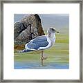 Glaucous-winged Gull Framed Print