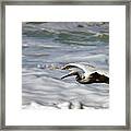Gliding Snowy Egret Framed Print