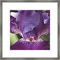 Glowing Iris Moody Midnight Nature / Floral / Botanical Photograph Framed Print
