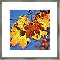 Glowing Maple Framed Print