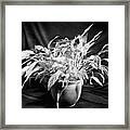 Glowing Peace Lily Framed Print