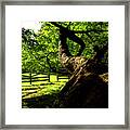 Gnarled Tree And Rustic Fence In Golden Hour Framed Print