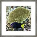 Go Gorgonian Framed Print