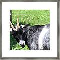 Goat With An Attitude Framed Print