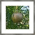 Gold Decoration In Palm Tree Framed Print