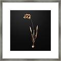 Gold Ixia Filiformis On Wrought Iron Black N.00192 Framed Print