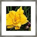 Gold Ruffled Day Lily Framed Print