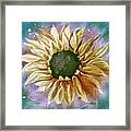 Gold Sunflower Against Blue Framed Print