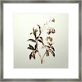 Gold Water Forget Me Not On Ivory Framed Print
