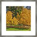 Golden Ash Trees #2 Framed Print