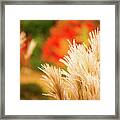 Golden Autumn Grass Framed Print