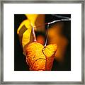 Golden Autumn Leaves Framed Print