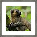 Golden Bamboo Lemur Framed Print