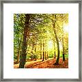 Golden Day Framed Print