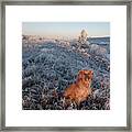 Golden Dog On A Frosty Dawn Framed Print