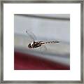 Golden Dragonfly Flying Up Close Framed Print