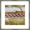 Golden Dragonfly Framed Print