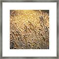 Golden Light On Sweetfern Framed Print