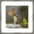 Golden-mantled Ground Squirrel Framed Print