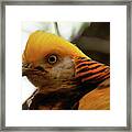 Golden Pheasant 005 Framed Print