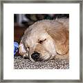 Golden Retriever Puppy Sleeping Framed Print