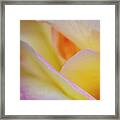 Golden Rose Framed Print