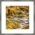 Golden Seaweed At Low Tide Framed Print