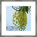 Golden Shower Framed Print