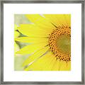 Golden Sunflower Framed Print