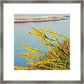 Goldenrod Coastal Dune Lake Framed Print