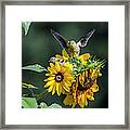 Goldfinches And Sunflowers Framed Print