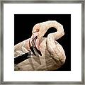 Good Set Of Teeth, Beauty - Flamingo Framed Print