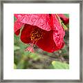 Gorgeous Red Flower Framed Print