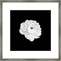 Gorgeous White Rose On Black Beauty Framed Print