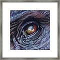 Gorilla Eye Study Framed Print