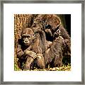 Gorilla Family Framed Print