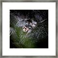 Gorilla Mother And Baby Framed Print