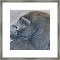 Gorilla's Celebrity Pose Framed Print