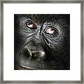 Gorille Bageni Framed Print