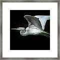 Graceful Flight Framed Print