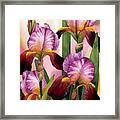 Graceful Irises Framed Print
