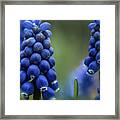 Grape Hyacinth Framed Print