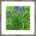 Grape Hyacinth Group Framed Print